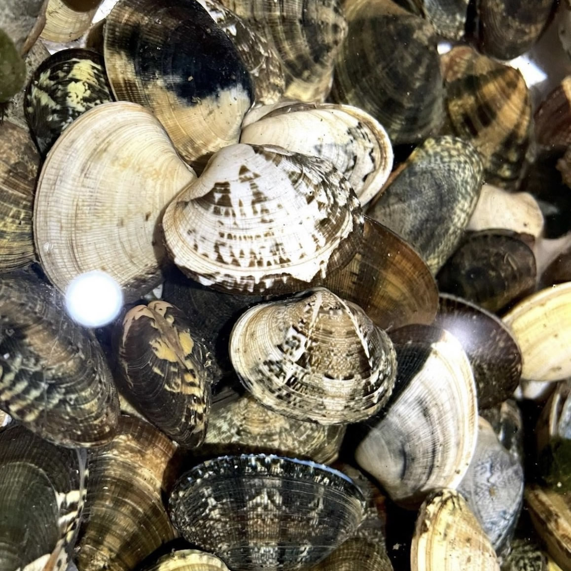 アサリ(大)100g=約7粒